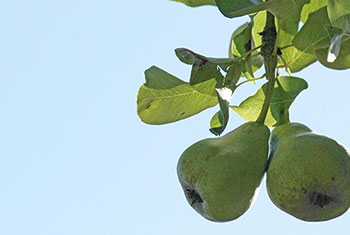 梨树生长期常遇到的问题及防治方法