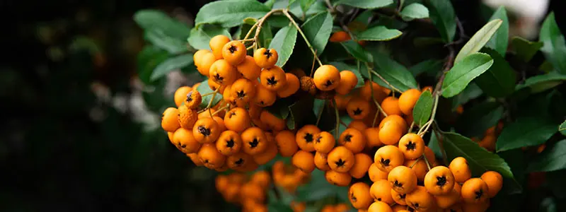 分类： <span>花卉大全</span>