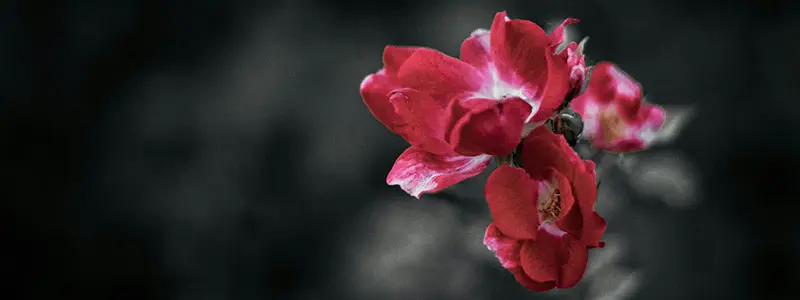 分类： <span>绿植大全</span>