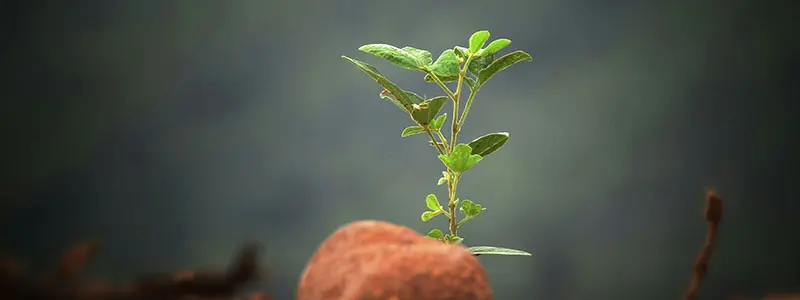 分类： <span>瓜果类植物</span>