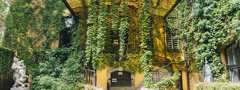 分类： <span>草类植物</span>