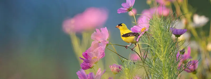 分类： <span>中药材大全</span>