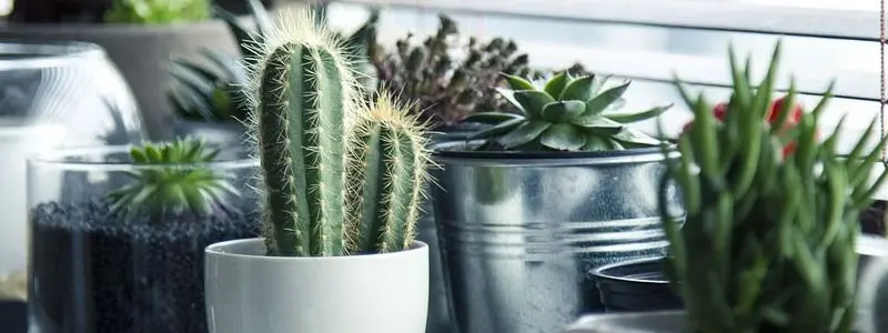 分类： <span>多肉植物</span>