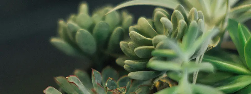 分类： <span>多肉问题百科</span>