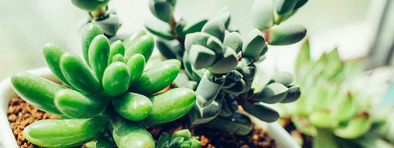 分类： <span>多肉品种图鉴</span>