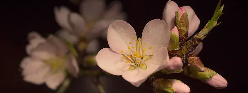 分类： <span>被子植物门</span>