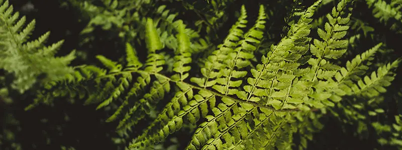 分类： <span>蕨类植物门</span>