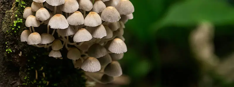 分类： <span>菌类植物门</span>
