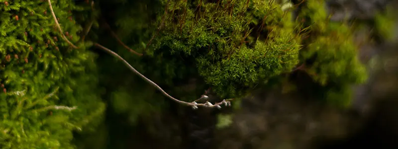 分类： <span>苔藓植物门</span>