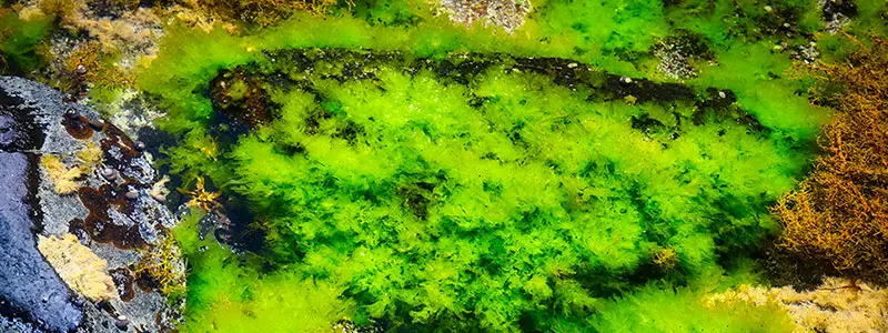 分类： <span>藻类植物门</span>