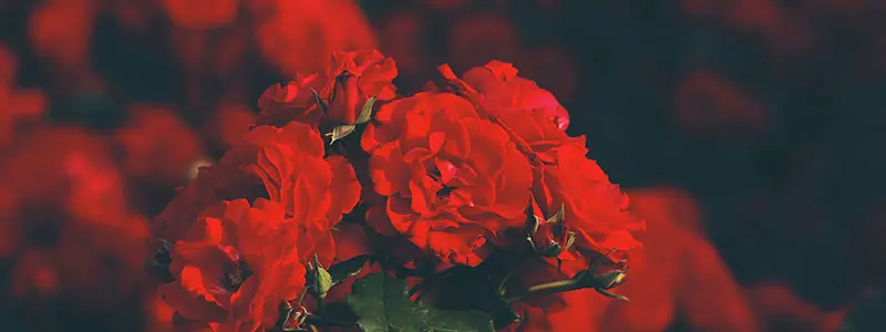 分类： <span>绿植常识</span>