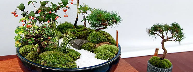 分类： <span>盆景花卉</span>