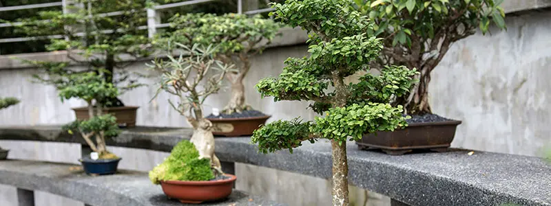 分类： <span>绿植水肥</span>