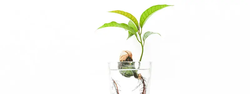 分类： <span>水培绿植</span>