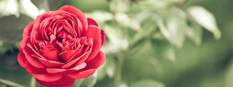 分类： <span>绿植寓意</span>