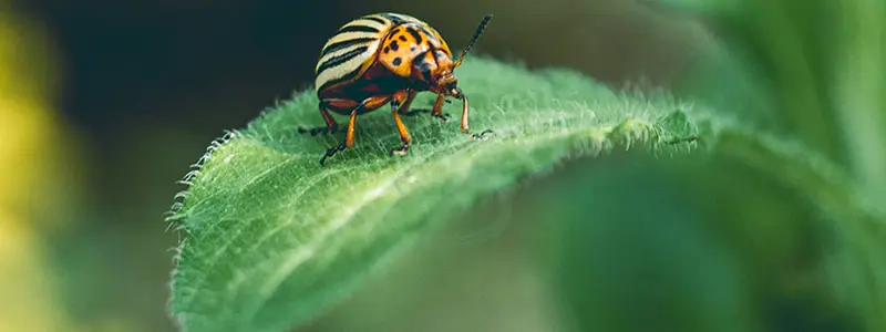 分类： <span>绿植诊疗</span>