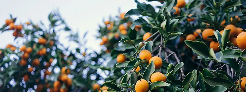 分类： <span>果木种植</span>