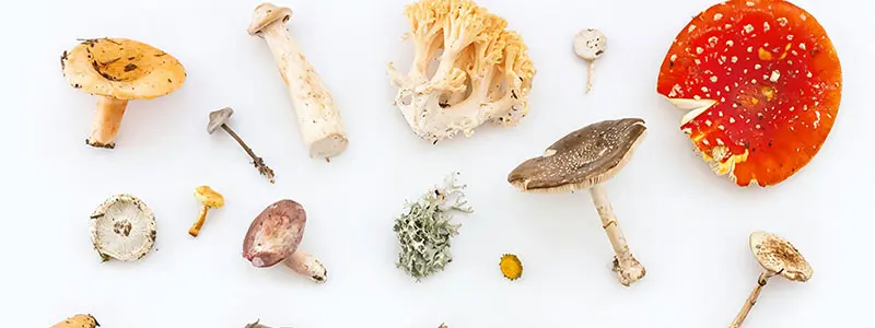 分类： <span>菌菇种植</span>