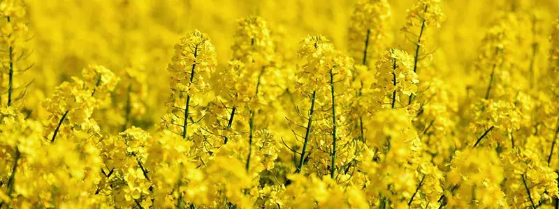 分类： <span>农作物种植</span>